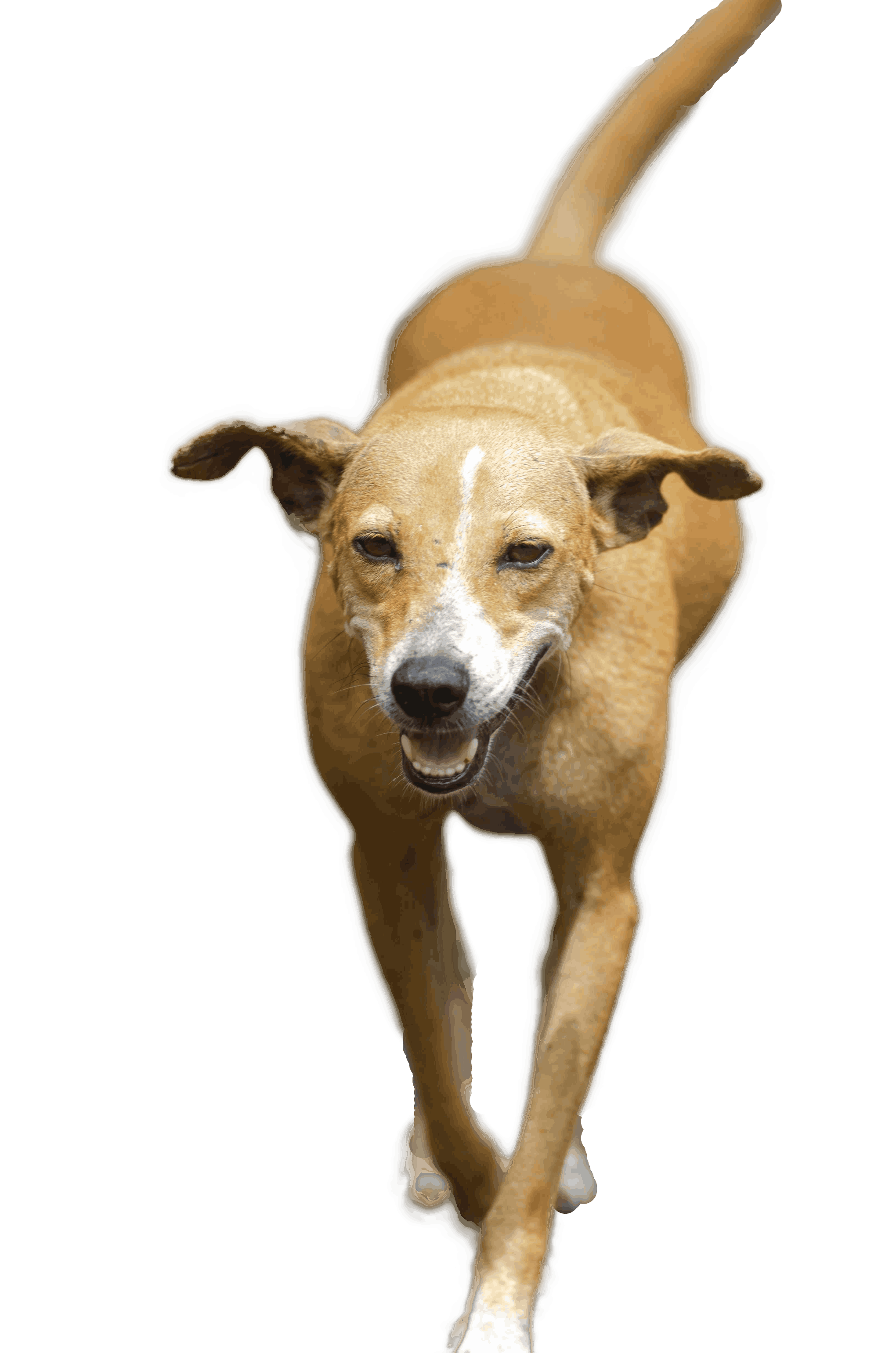 After background removal: animal on transparent background
